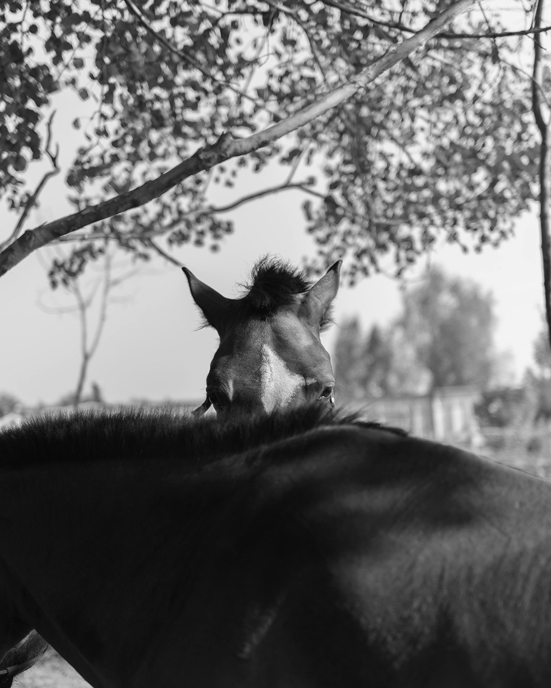 Horses. Эркин Сулайманов | Фотограф, Томск