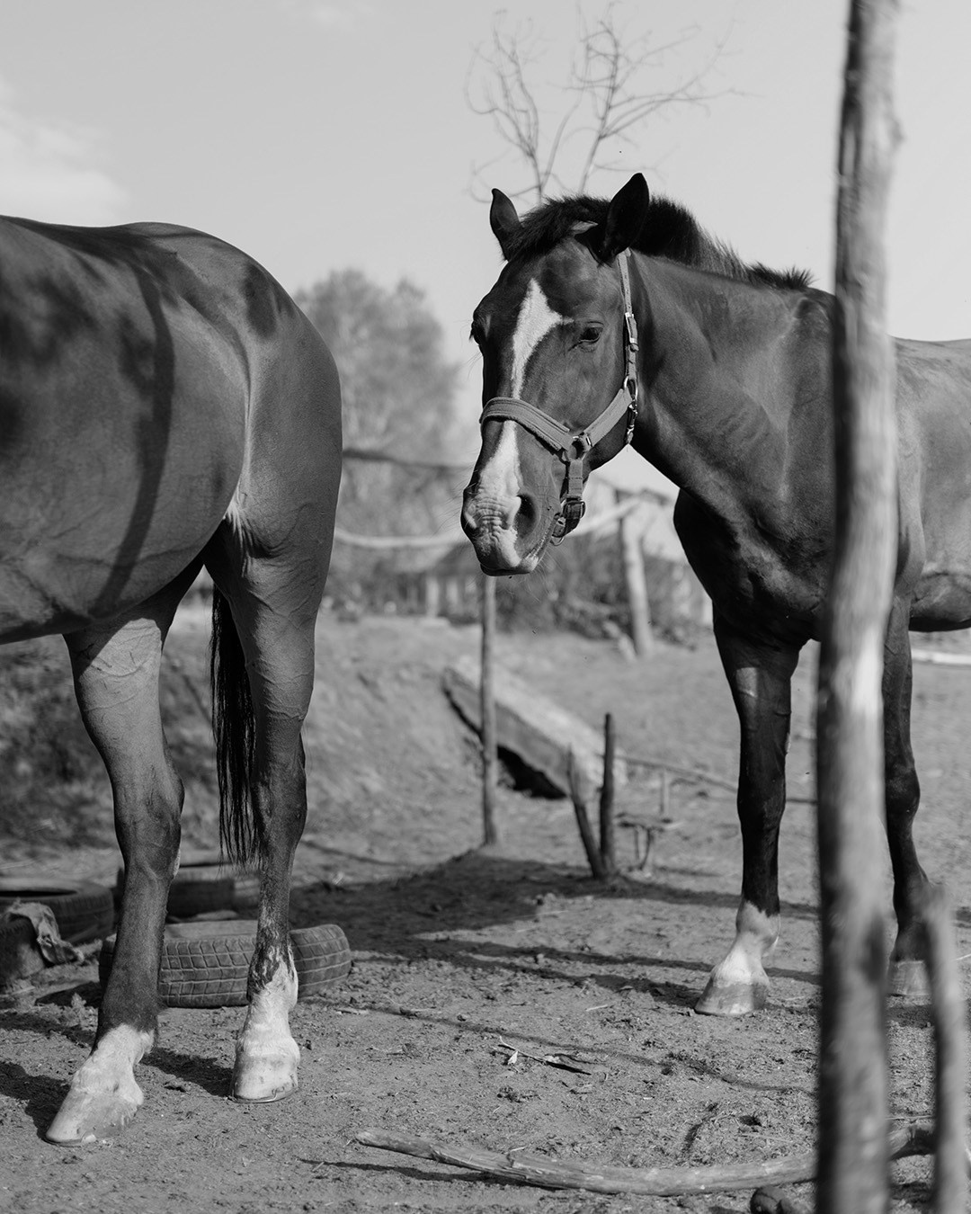 Horses. Эркин Сулайманов | Фотограф, Томск