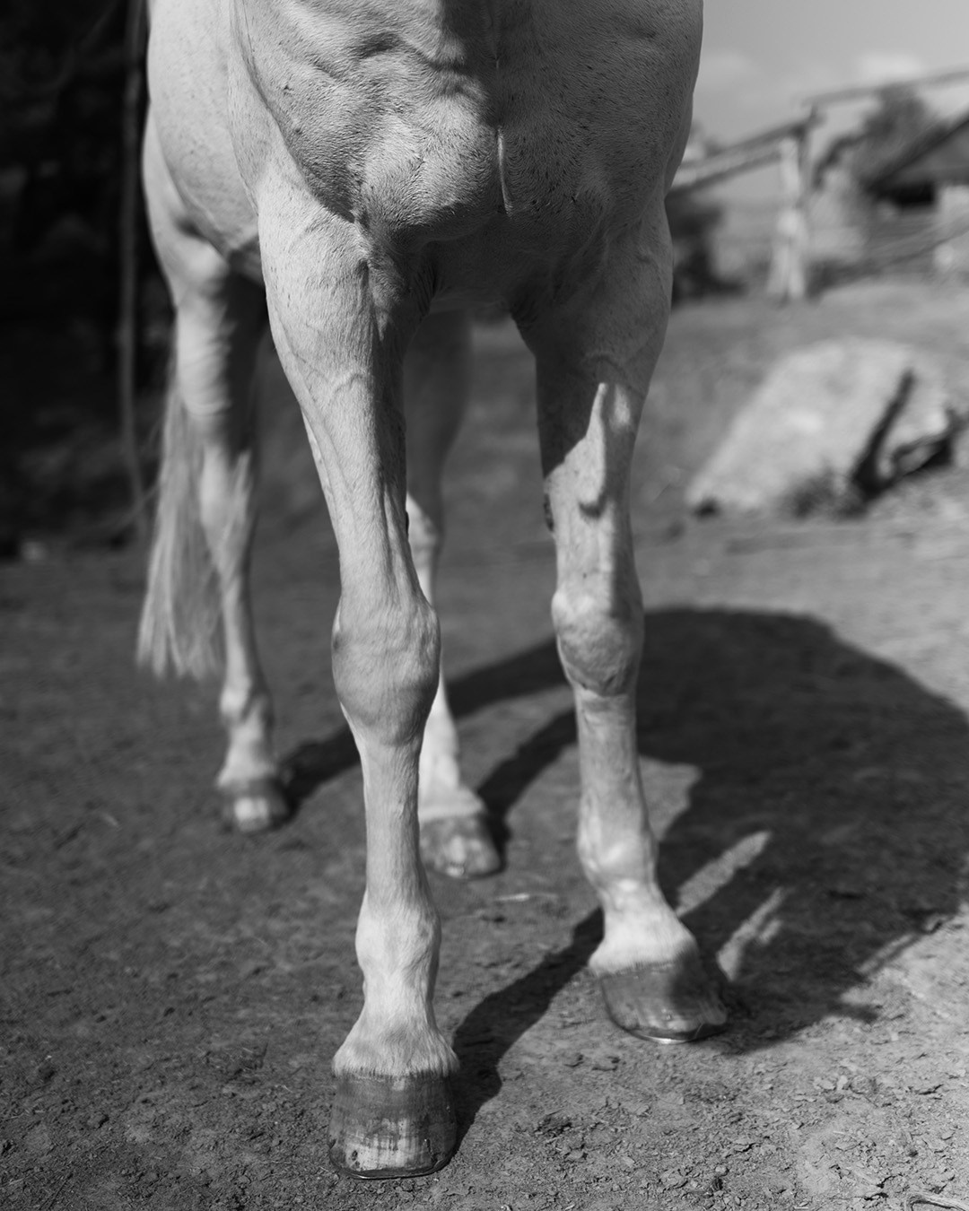 Horses. Эркин Сулайманов | Фотограф, Томск