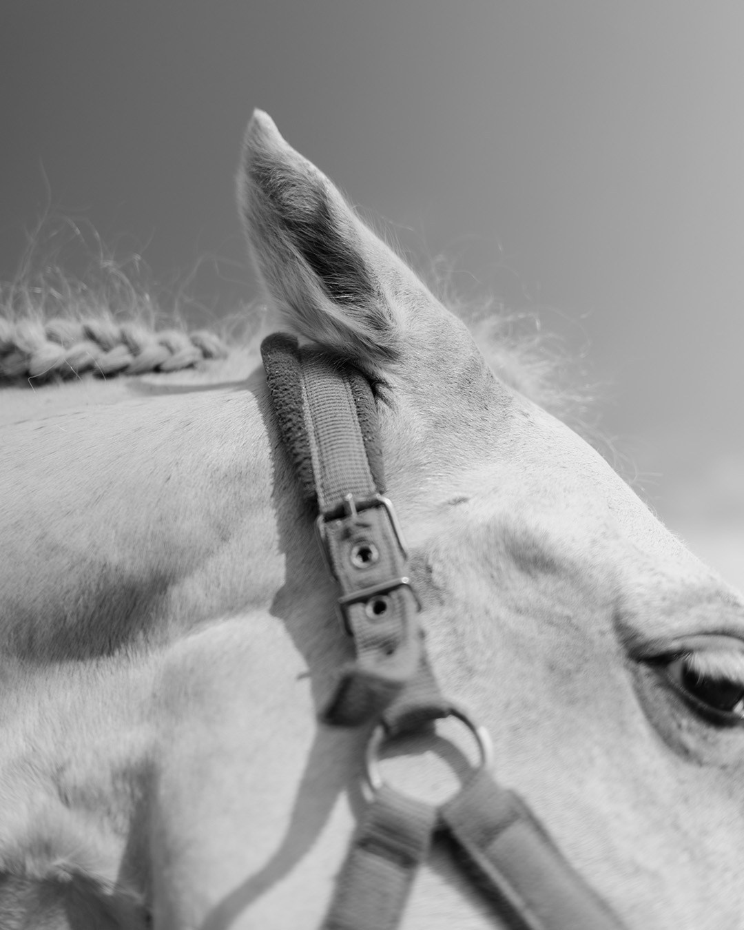 Horses. Эркин Сулайманов | Фотограф, Томск
