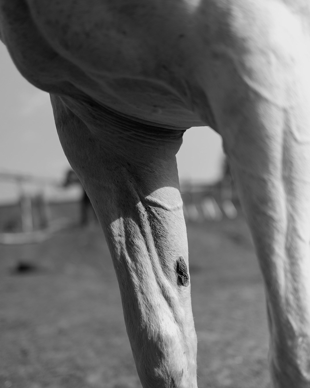 Horses. Эркин Сулайманов | Фотограф, Томск