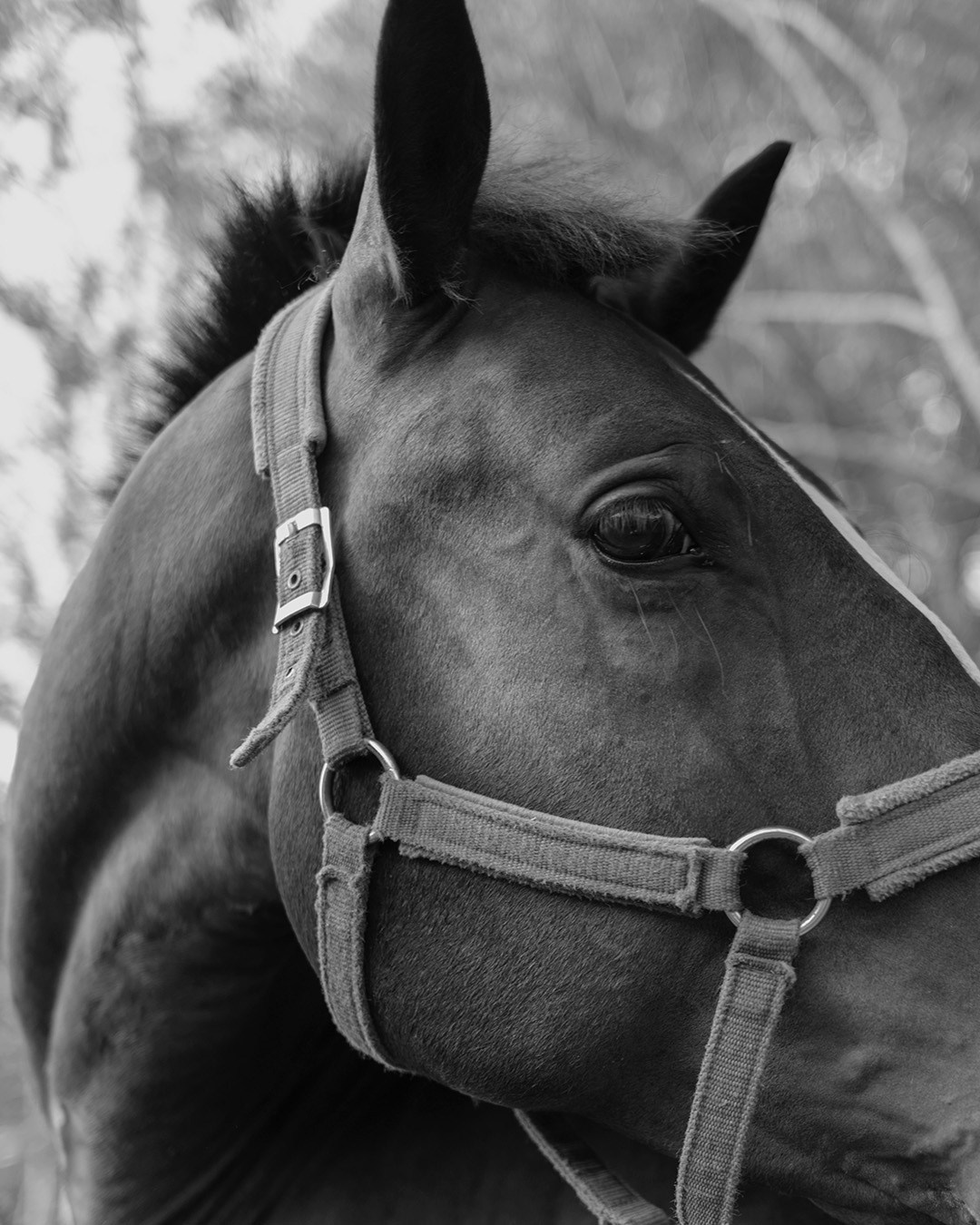 Horses. Эркин Сулайманов | Фотограф, Томск
