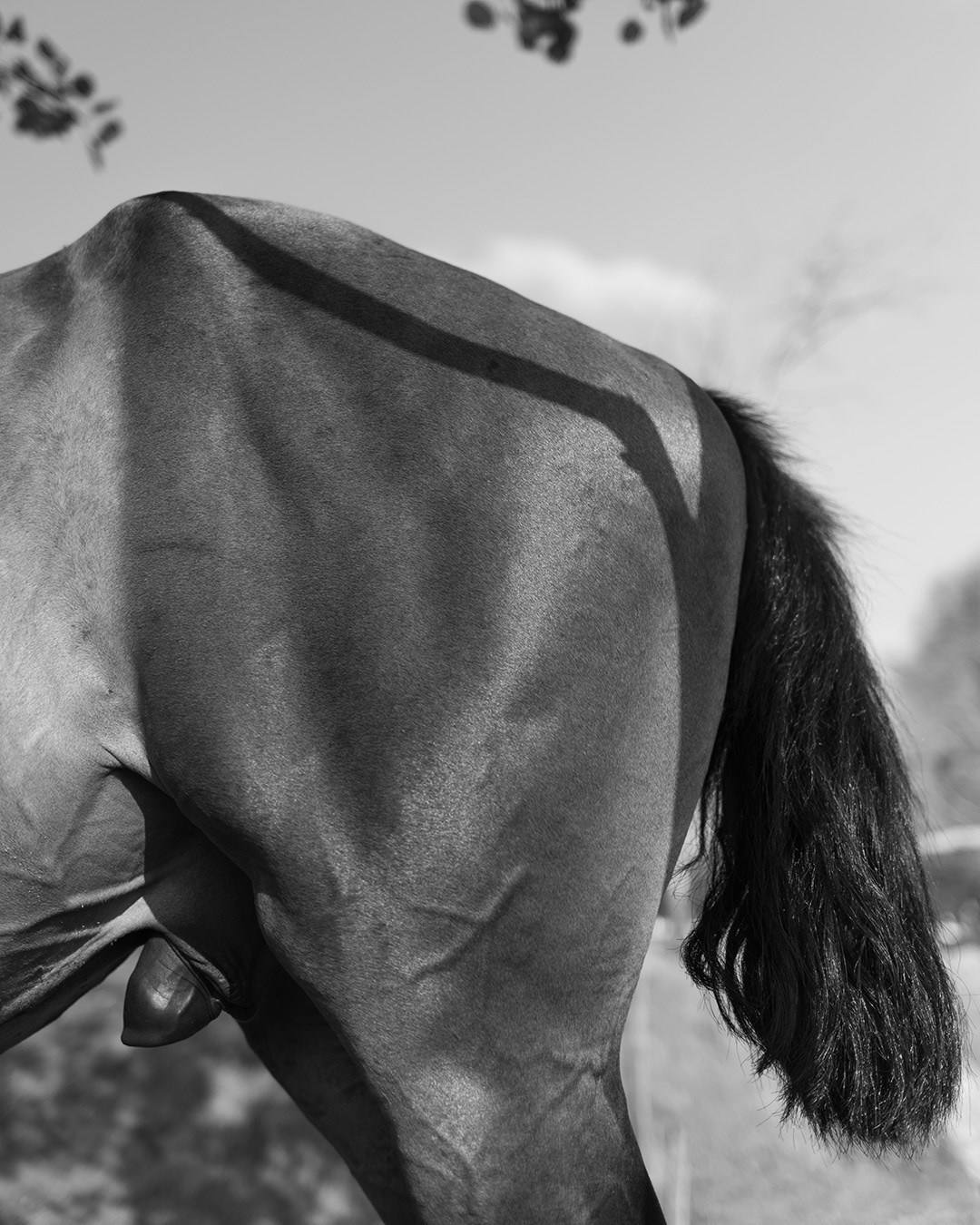 Horses. Эркин Сулайманов | Фотограф, Томск