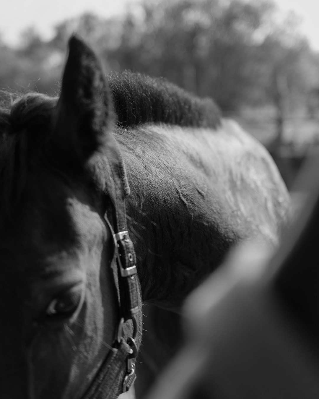 Horses. Эркин Сулайманов | Фотограф, Томск