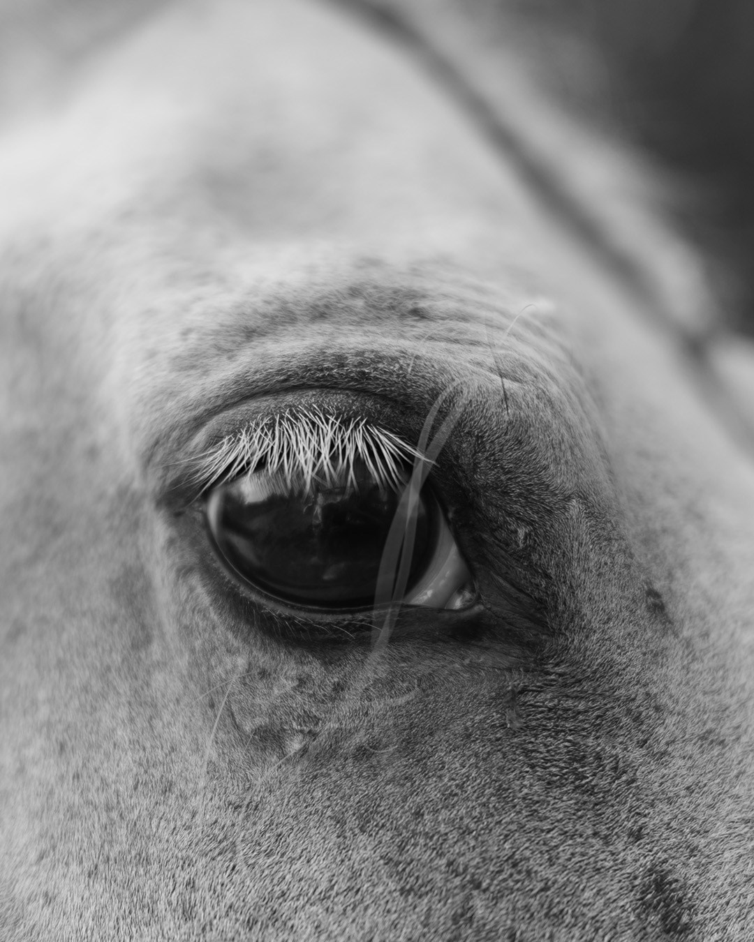 Horses. Эркин Сулайманов | Фотограф, Томск