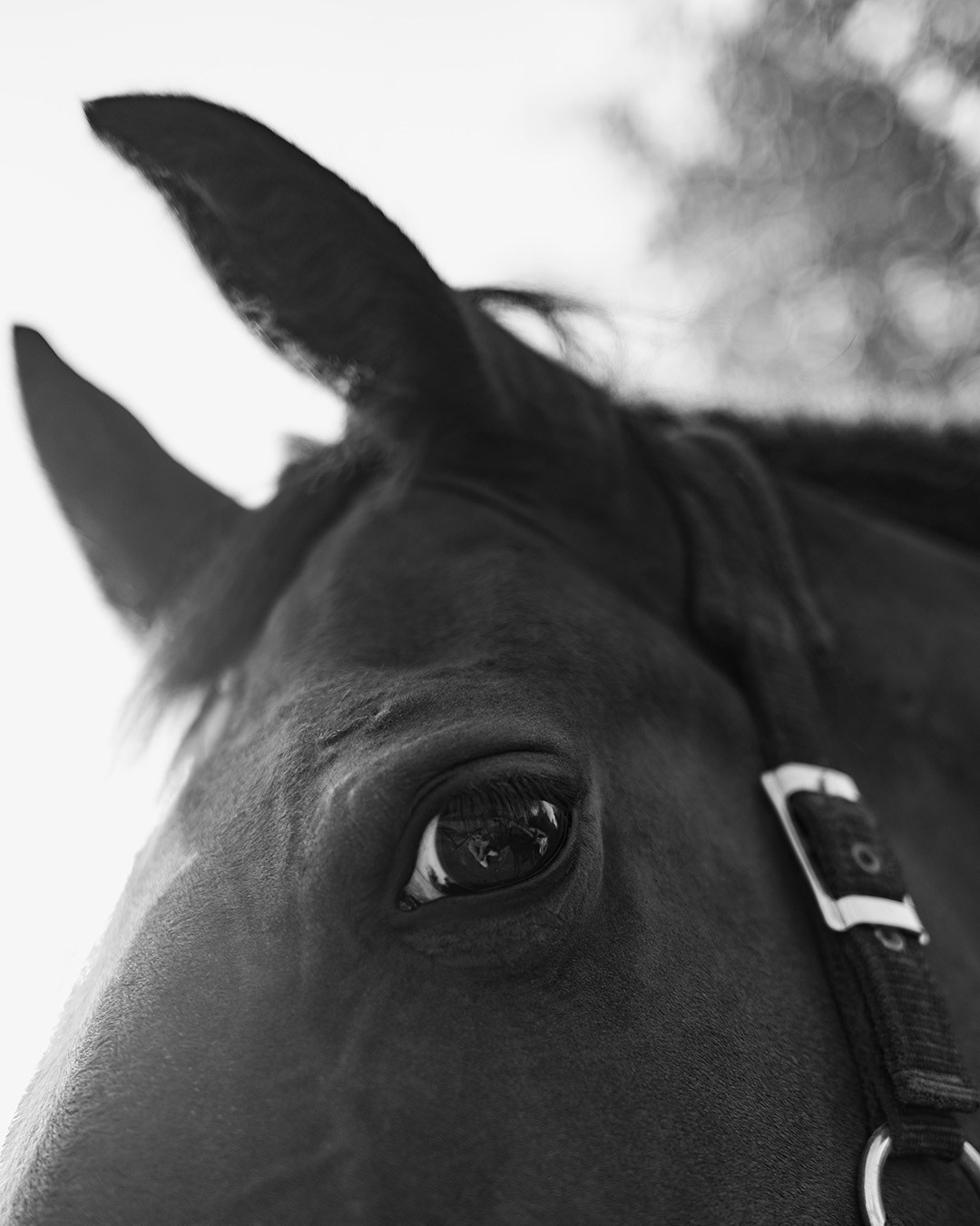 Horses. Эркин Сулайманов | Фотограф, Томск