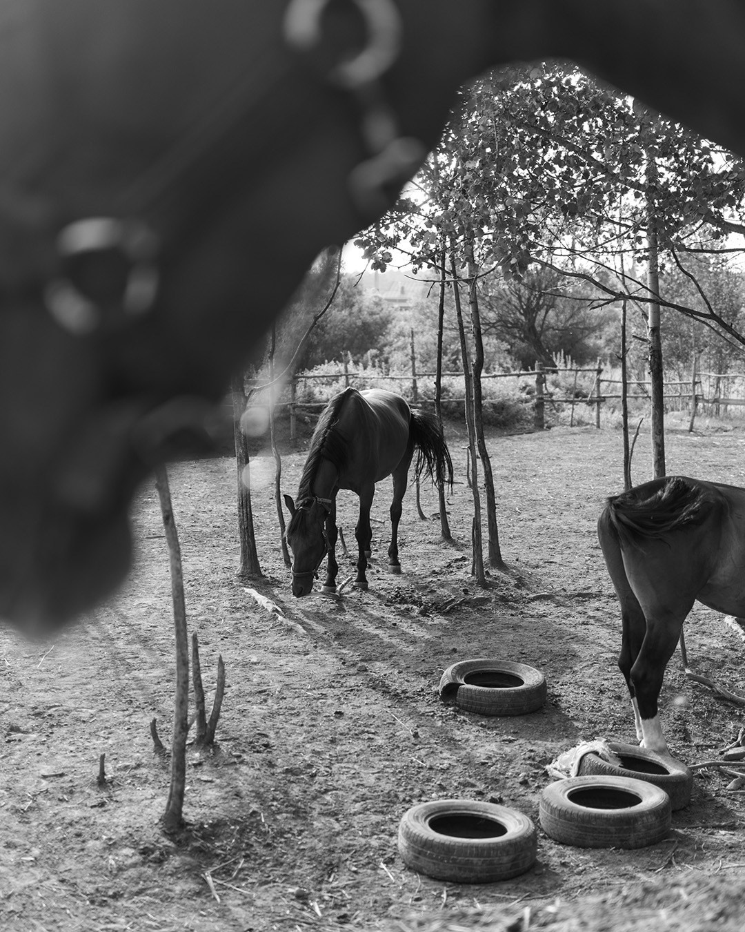 Horses. Эркин Сулайманов | Фотограф, Томск