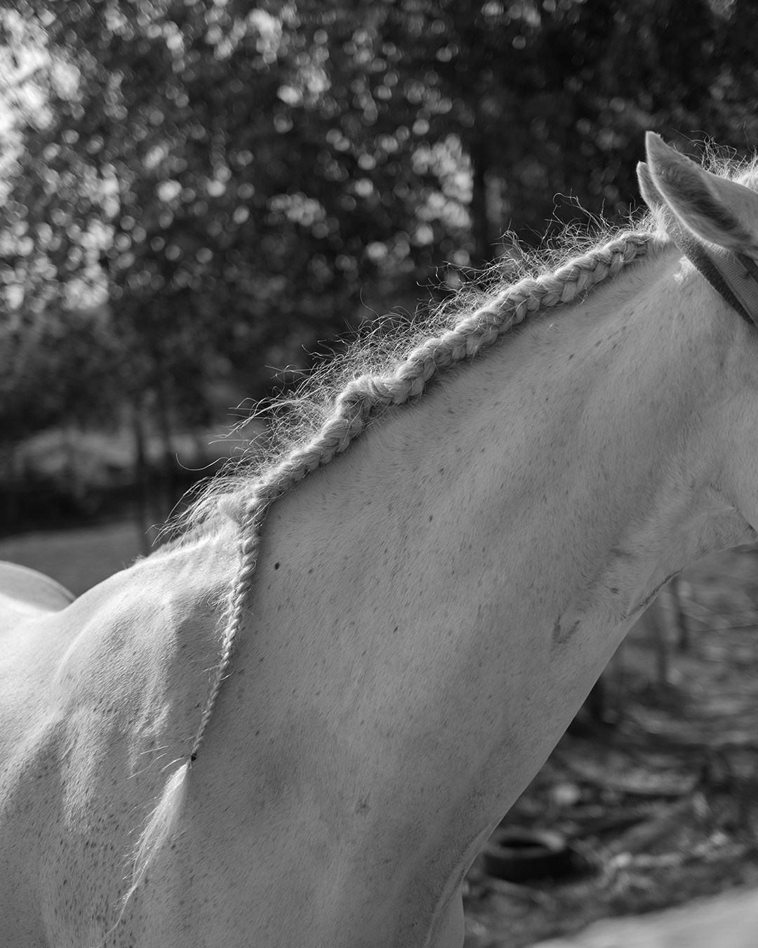 Horses. Эркин Сулайманов | Фотограф, Томск