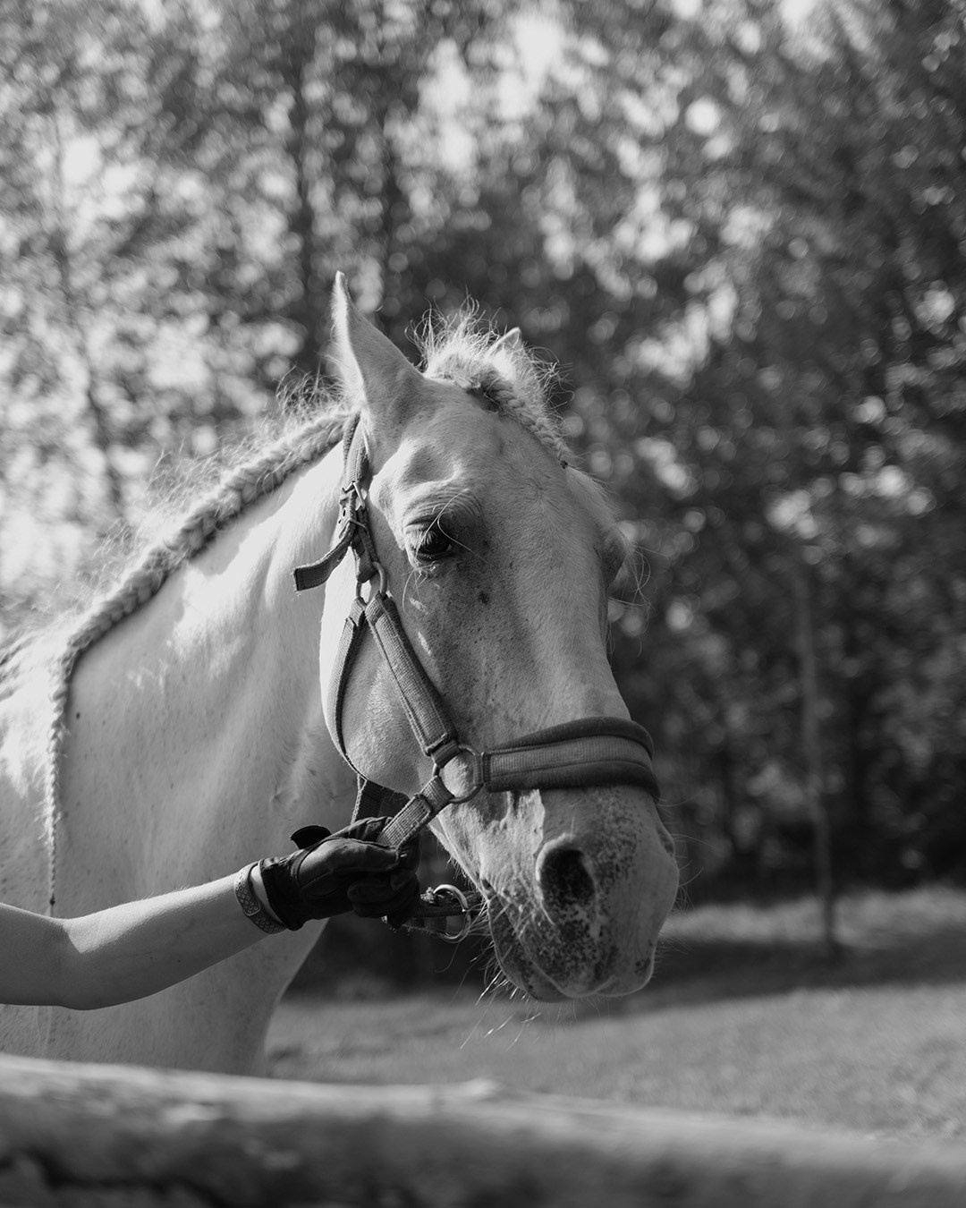 Horses. Эркин Сулайманов | Фотограф, Томск
