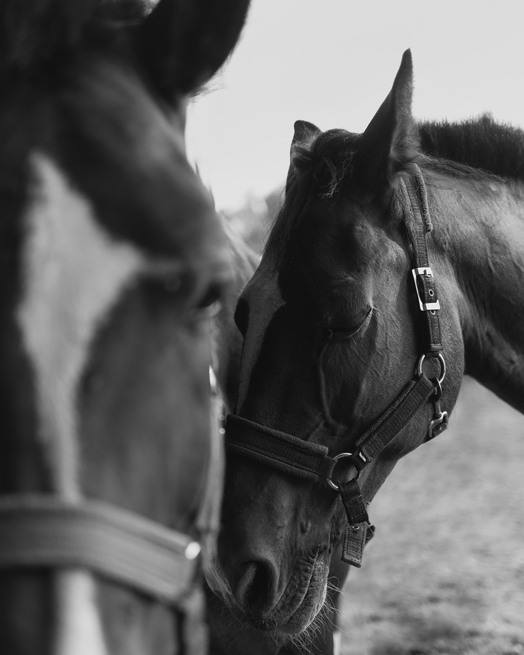 Horses. Эркин Сулайманов | Фотограф, Томск