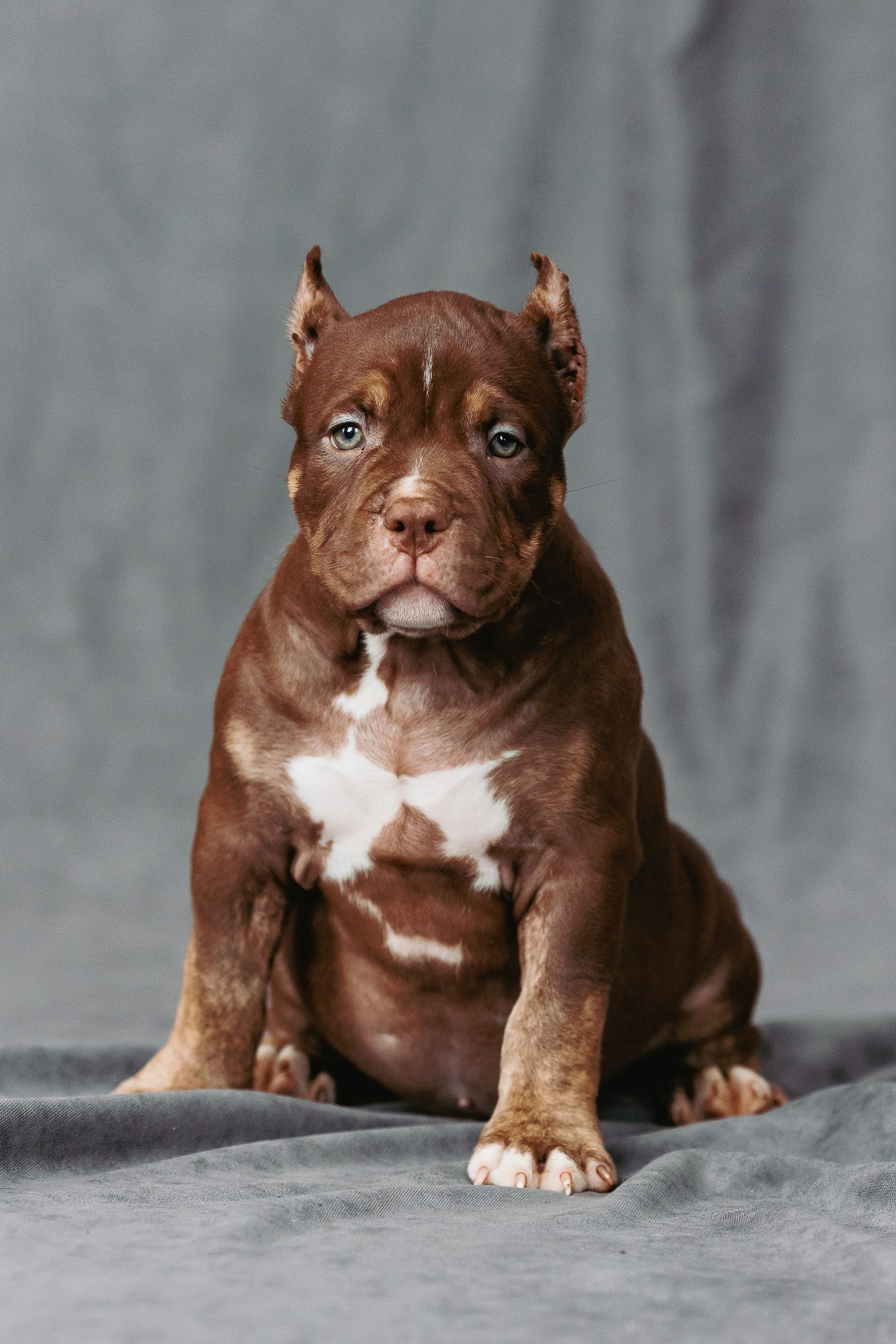 Щенки. Фотосъёмка для бизнеса — предметное фото, репортаж с мероприятий, портреты людей, съёмка интерьера и экстерьера