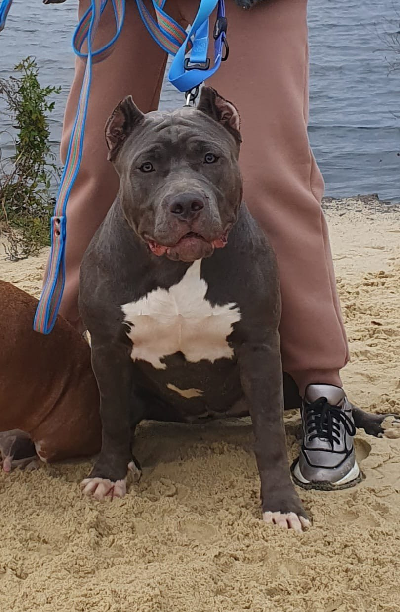UPB’s Queenie & Zeus. 16.04.24. Американские булли XL в г. Калининград. Питомник Great Bully UNIVERSE