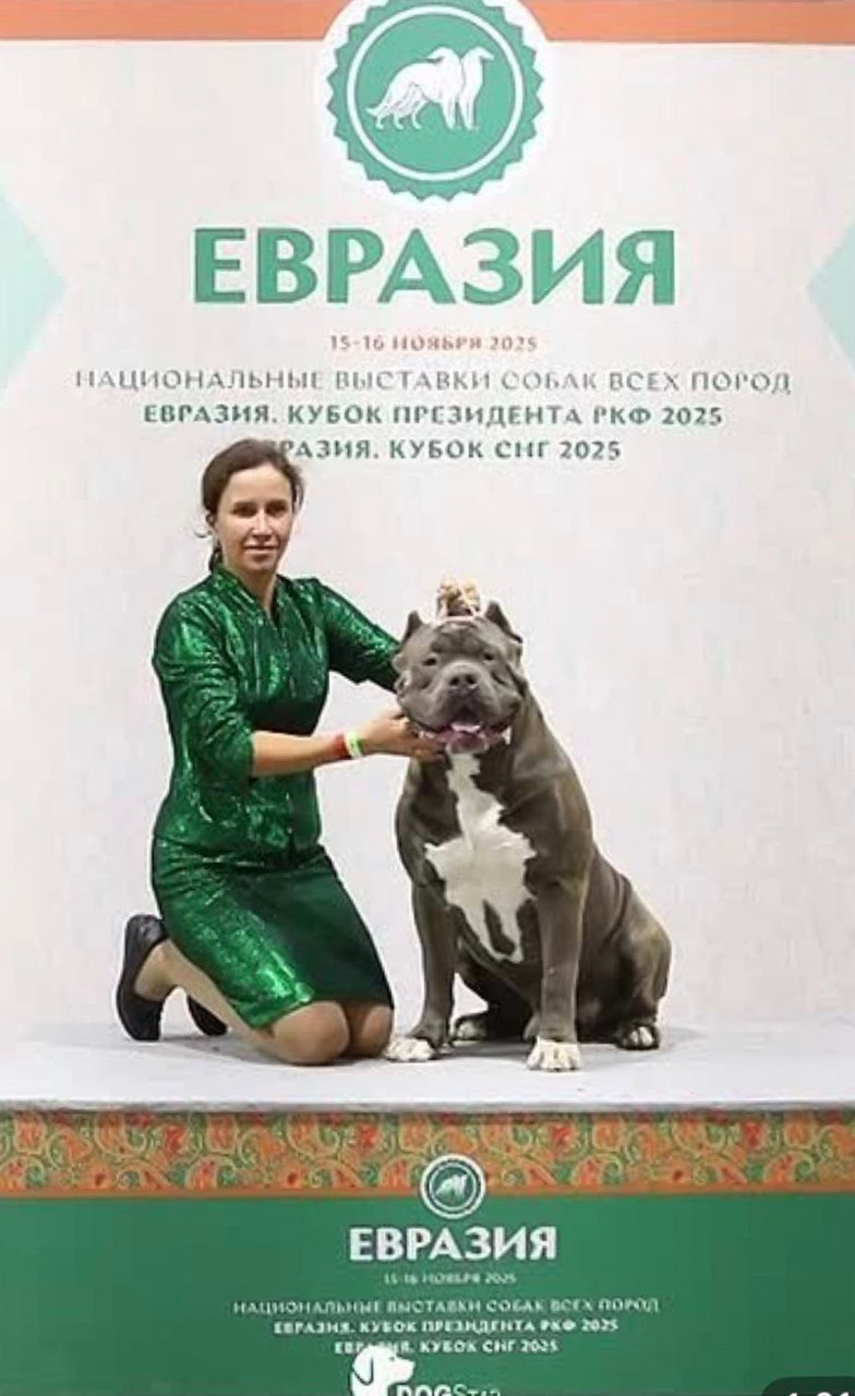 Участие в выставках. Американские булли XL в г. Калининград. Питомник Great Bully UNIVERSE
