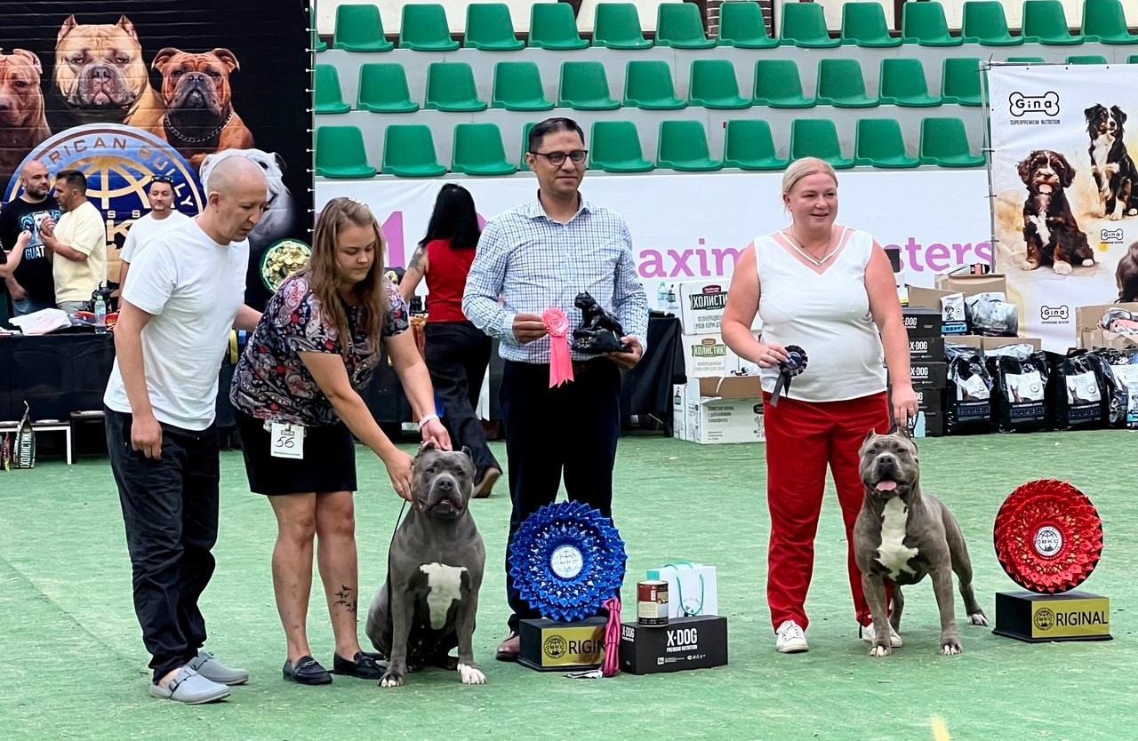 Участие в выставках. Американские булли XL в г. Калининград. Питомник Great Bully UNIVERSE