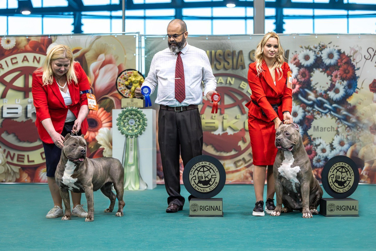 Участие в выставках. Американские булли XL в г. Калининград. Питомник Great Bully UNIVERSE