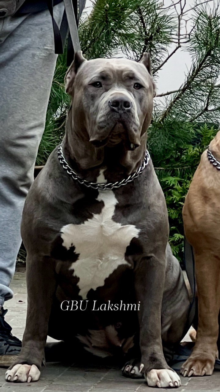 Наши собаки. Американские булли XL в г. Калининград. Питомник Great Bully UNIVERSE