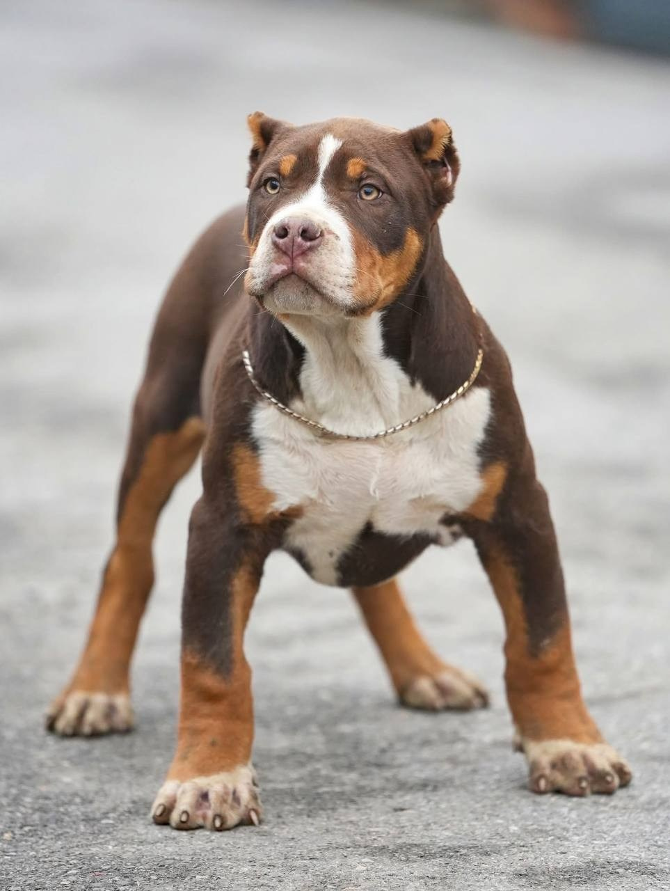 Mako’s GRANDBAR. Американские булли XL в г. Калининград. Питомник Great Bully UNIVERSE