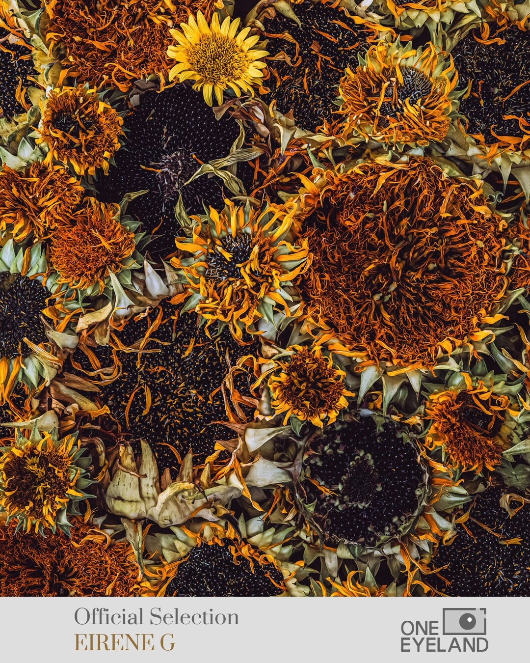 ONEEYELAND GALLERY. Eirene G |  Photoartist | Flowers from my garden