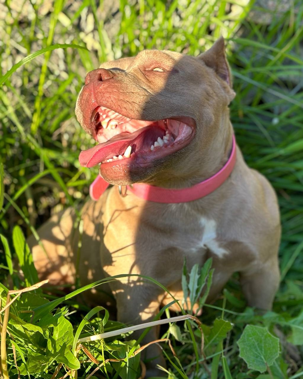 Minie Mouse. Питомник американских булли Bounty Pride Bully