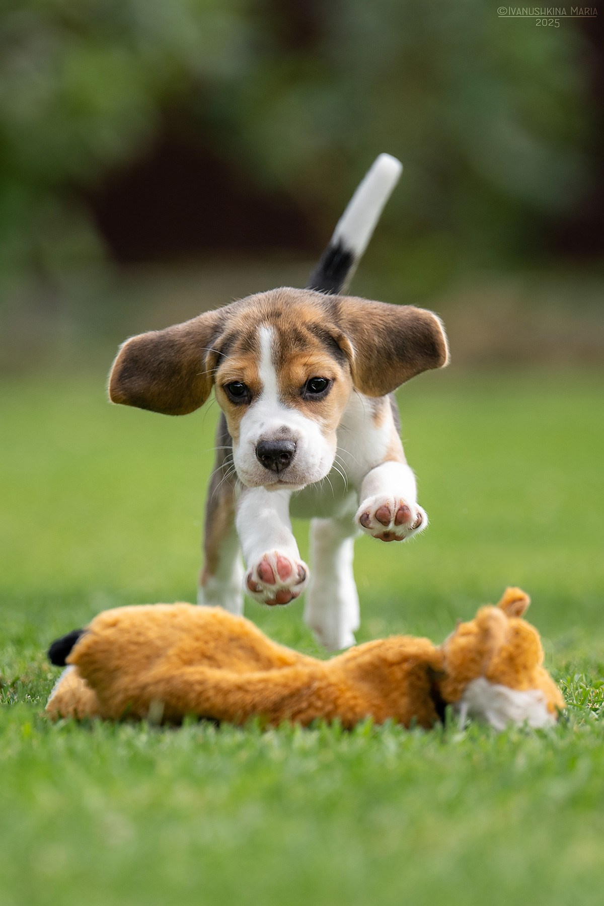 Фотосессия щенков на продажу. Фотограф собак в Москве и Московской области Иванушкина Мария