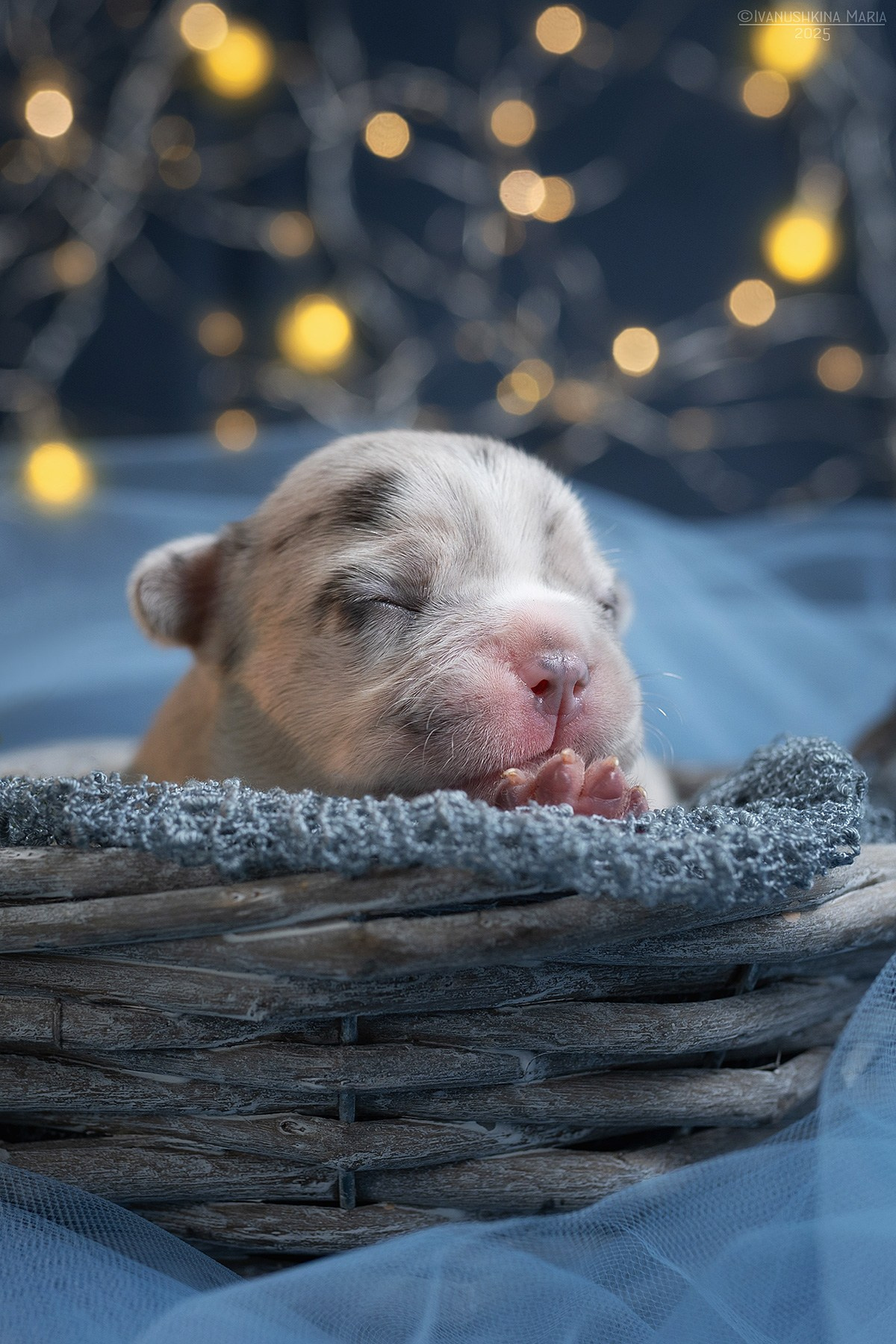 Ньюборн фотосессия щенков. Фотограф собак в Москве и Московской области Иванушкина Мария