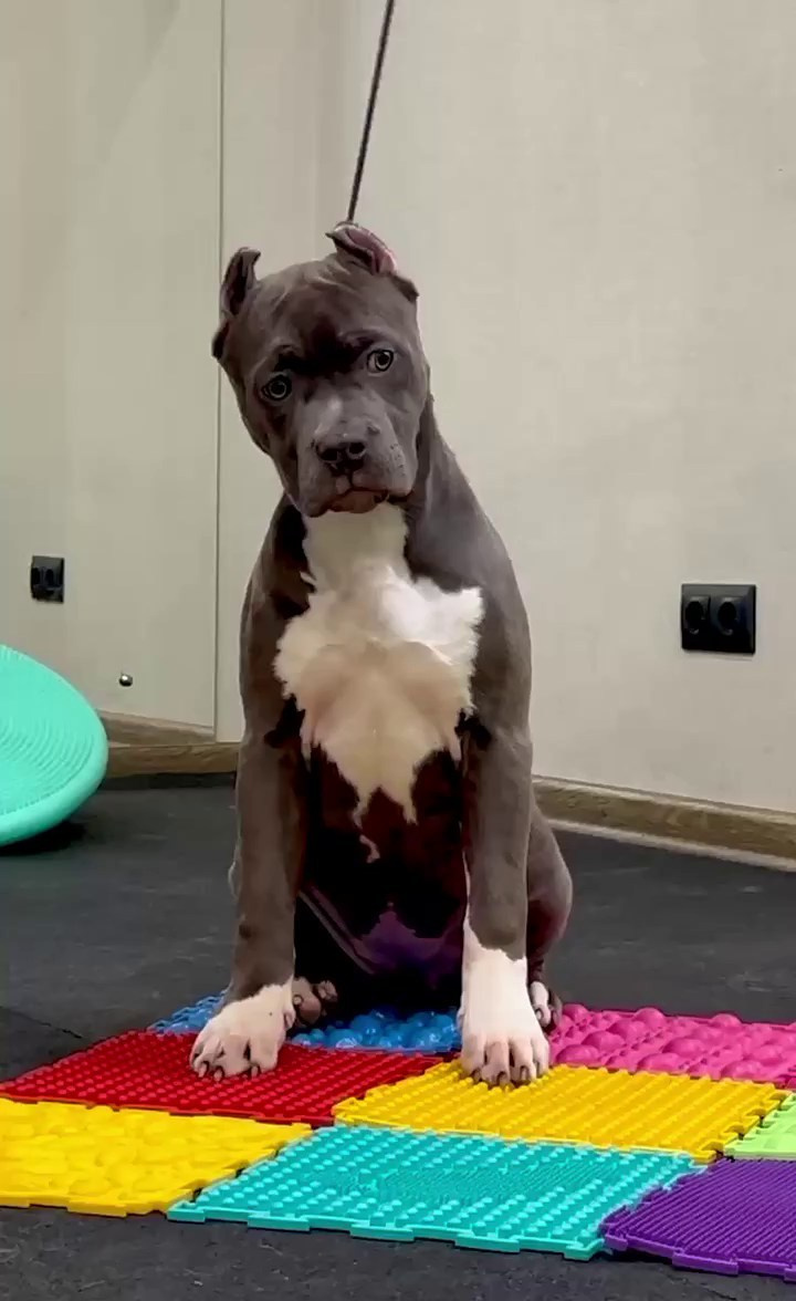 Все свободные щенки. Американские булли XL в г. Калининград. Питомник Great Bully UNIVERSE