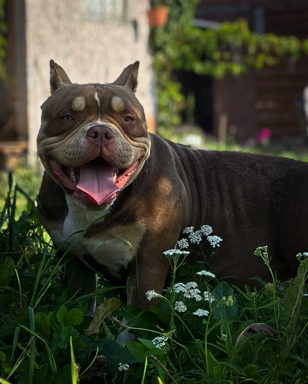 Ultimate Bully Tinky-Winky. Питомник американских булли Bounty Pride Bully