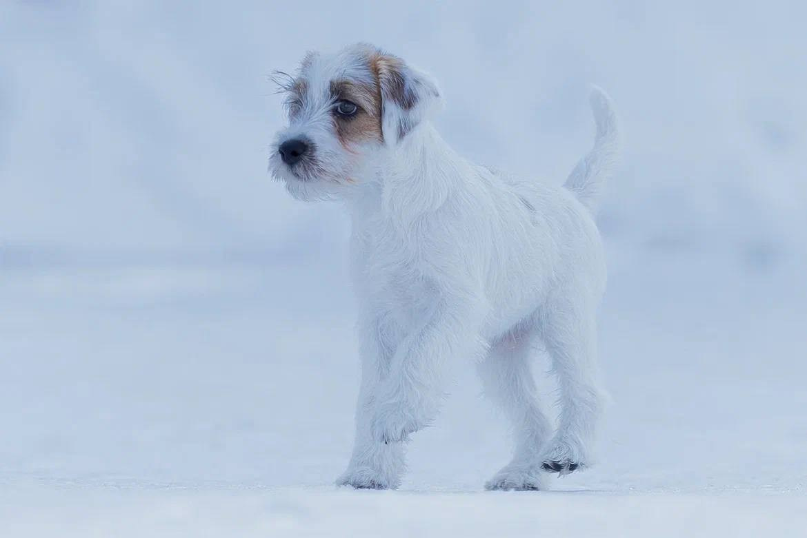 Сука 2. Lovely-Orange питомник джек рассел терьеров