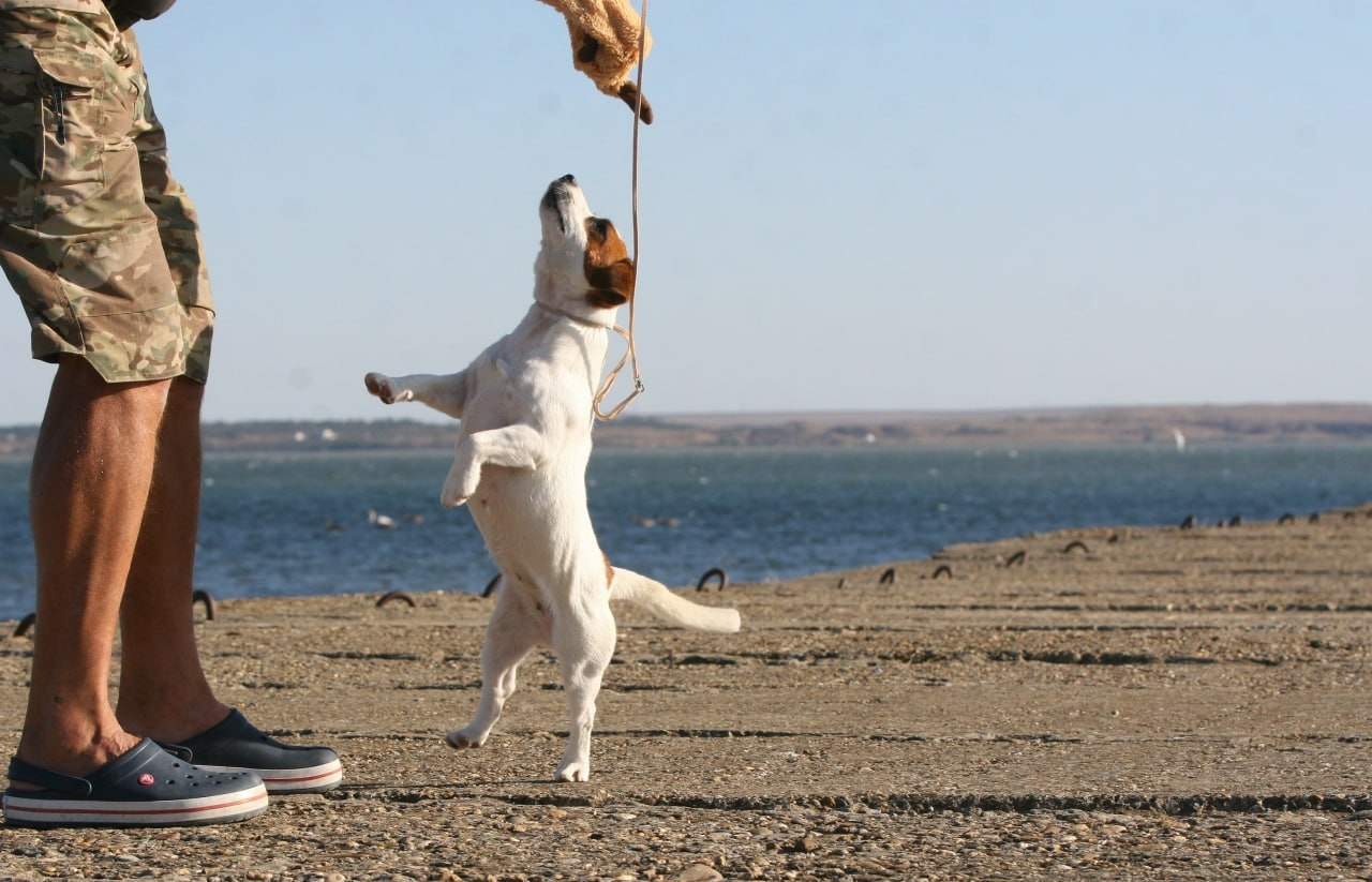 Lovely-Orange Avrora. Lovely-Orange питомник джек рассел терьеров