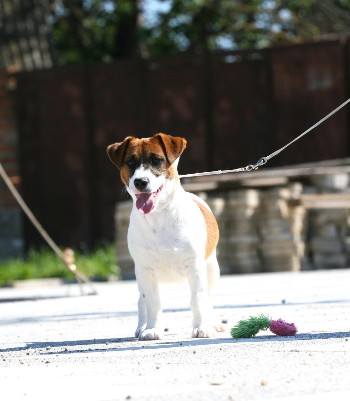 ADM'S DOGS GATSBY FOR LOVELY ORANGE. Lovely-Orange питомник джек рассел терьеров