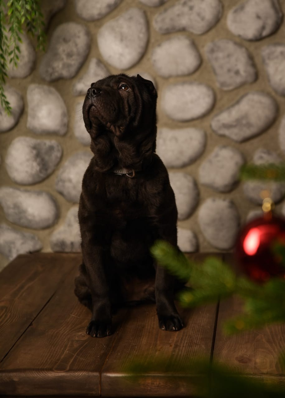 Купить Булли Киров, Купить Американского Булли Киров, Американский Булли Киров, Купить щенка Булли Киров,  Питомник Американских булли Киров, 