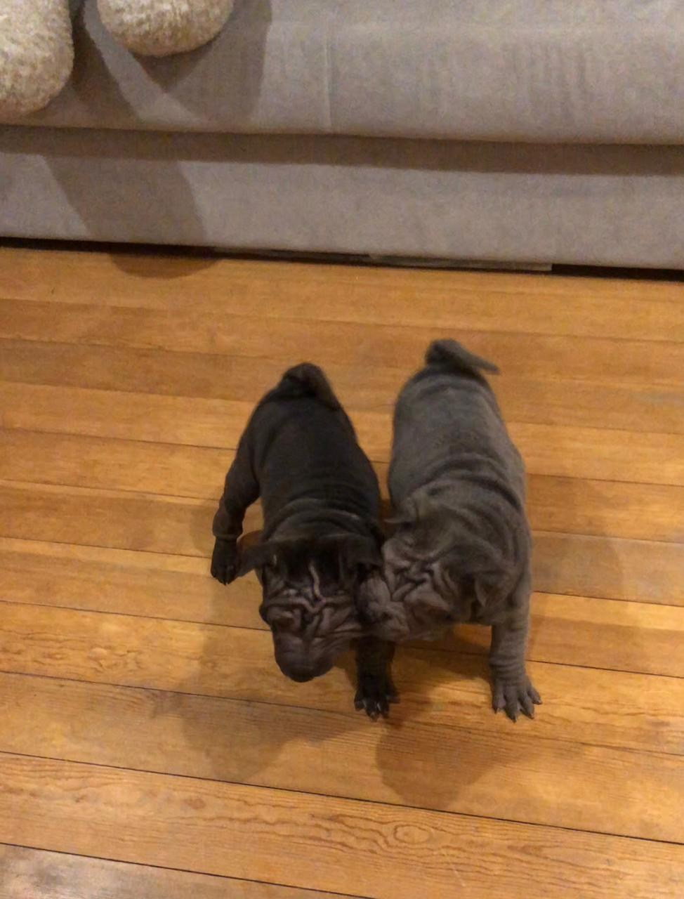 Купить Французского Бульдога Комсомольск на Амуре, Купить щенка Французского бульдога Комсомольск на Амуре, Питомник Французских Бульдогов Комсомольск на Амуре,  Питомник Французский Бульдог Комсомольск на Амуре, 