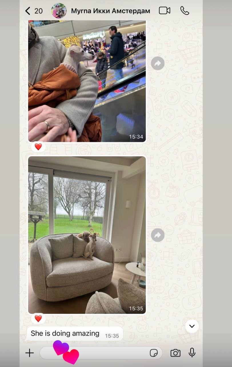 Welcome. Профессиональный питомник левреток РКФ/FCI ASTI SAPPHIRE 💎 Сочи|Санкт-Петербург