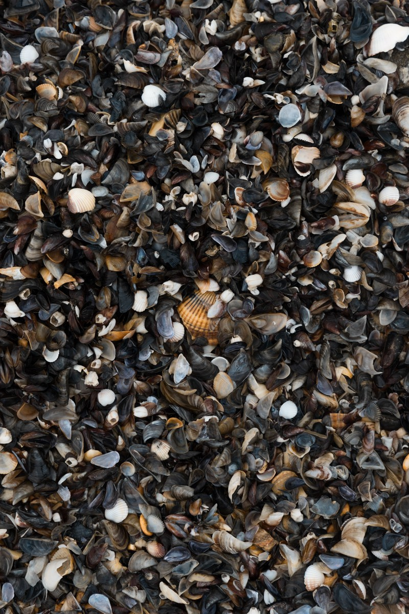 Избербаш. Photomantis