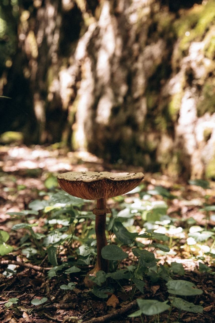 Биртвиси, Грузия 🇬🇪 «Honey Trip». Anita_photo