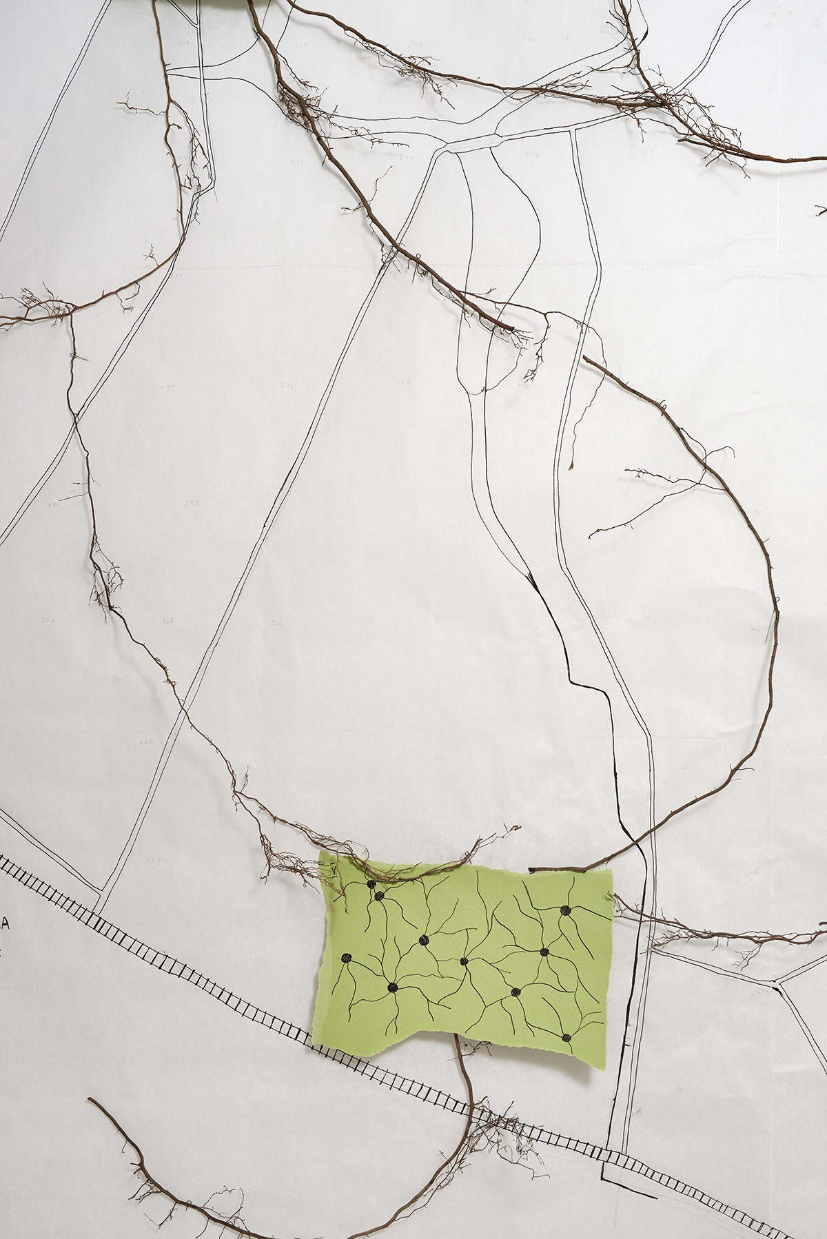 Надя Спетницкая — Межкорневое общение