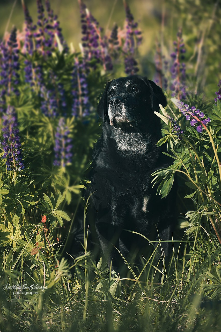 Лабрадоры в люпинах. Фотограф-анималист Наталья Светличная
