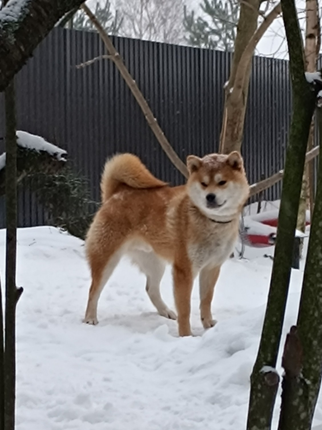 Сиба    Ганжи * Yuzhyy Solnechnyy Pes Ganji  Кобель сиба питомник Рубилайт