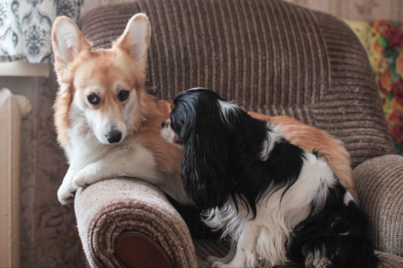 Животные. Детский и семейный фотограф в Санкт-Петербуре