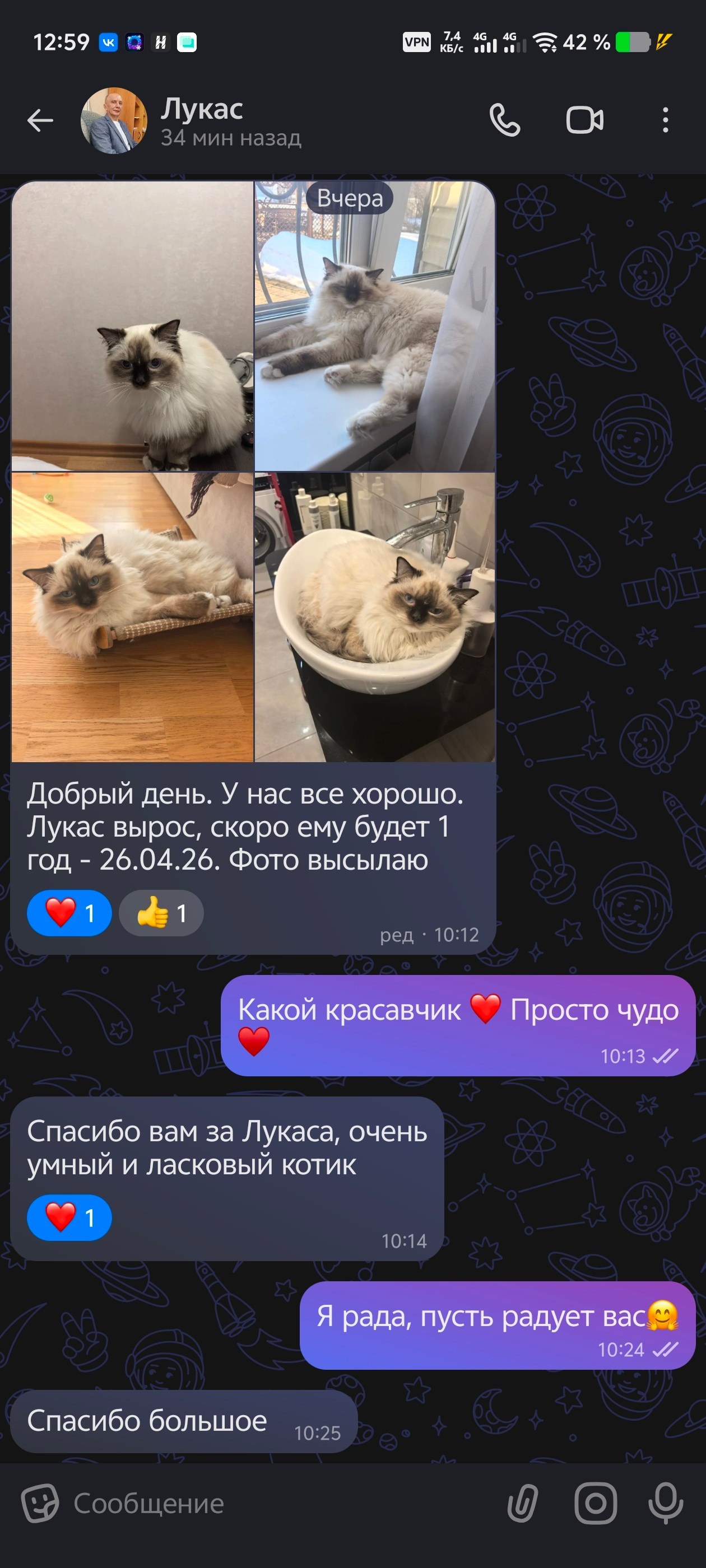 Выпускники Loyal Adore. Питомник рэгдолл Loyal Adore