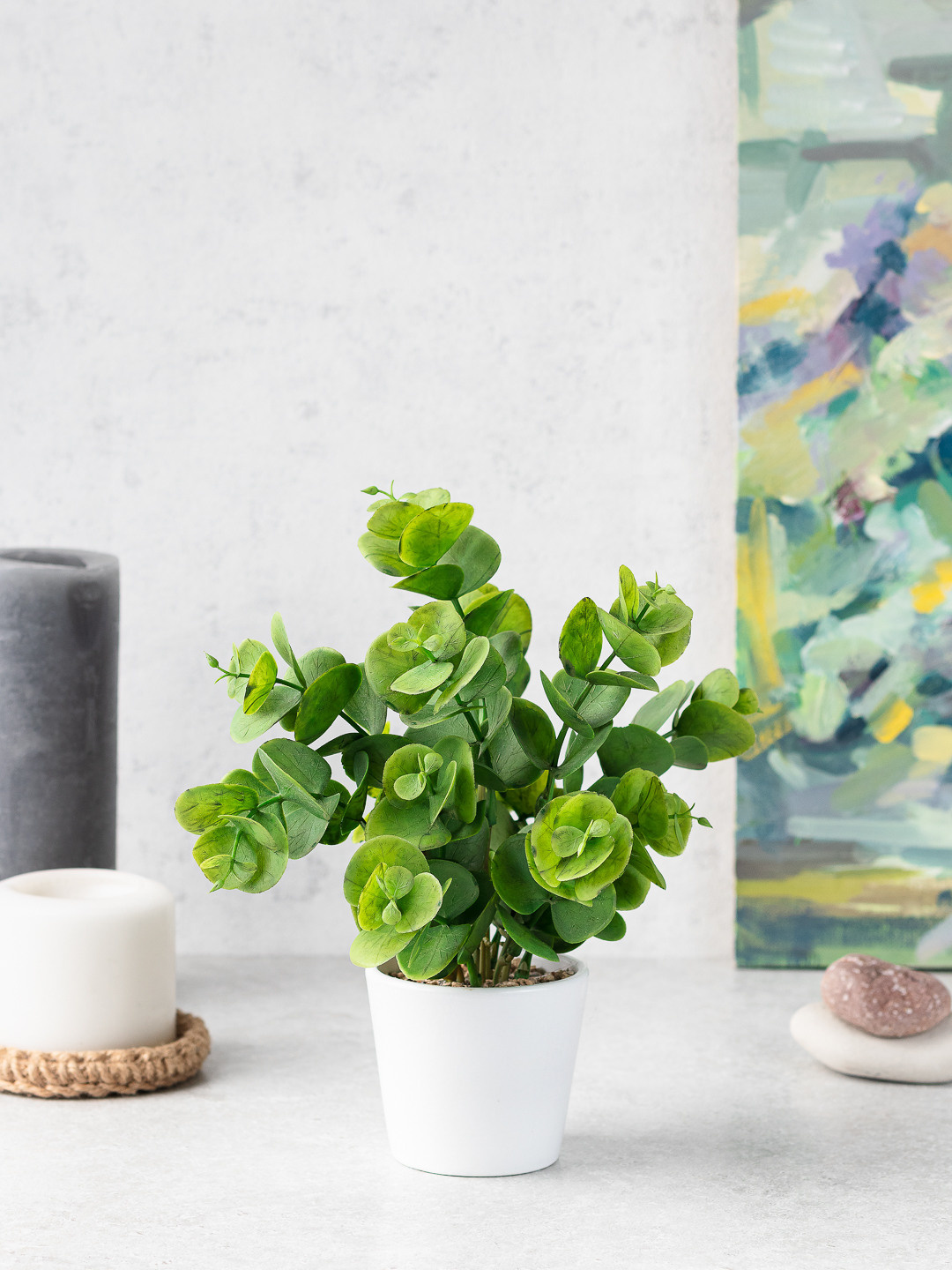 Растения для дома. Съемка для маркетплейсов. Предметный фотограф Надежда Яхонтова