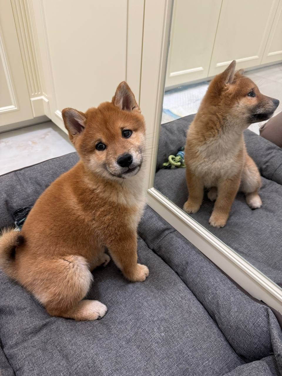 Сиба Rubylight Everest питомник Рубилайт 