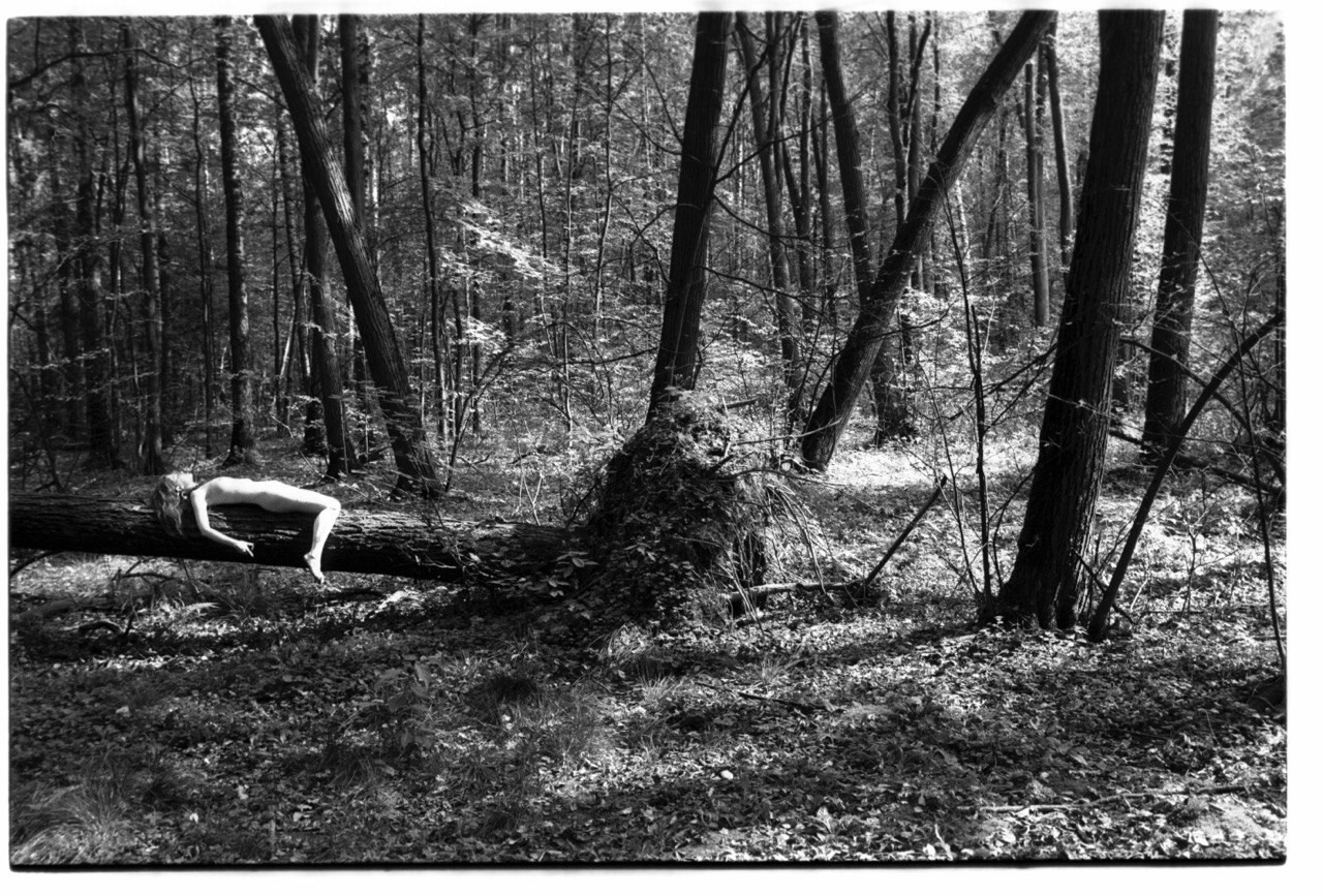 Лесная серия. Kirill Gribov