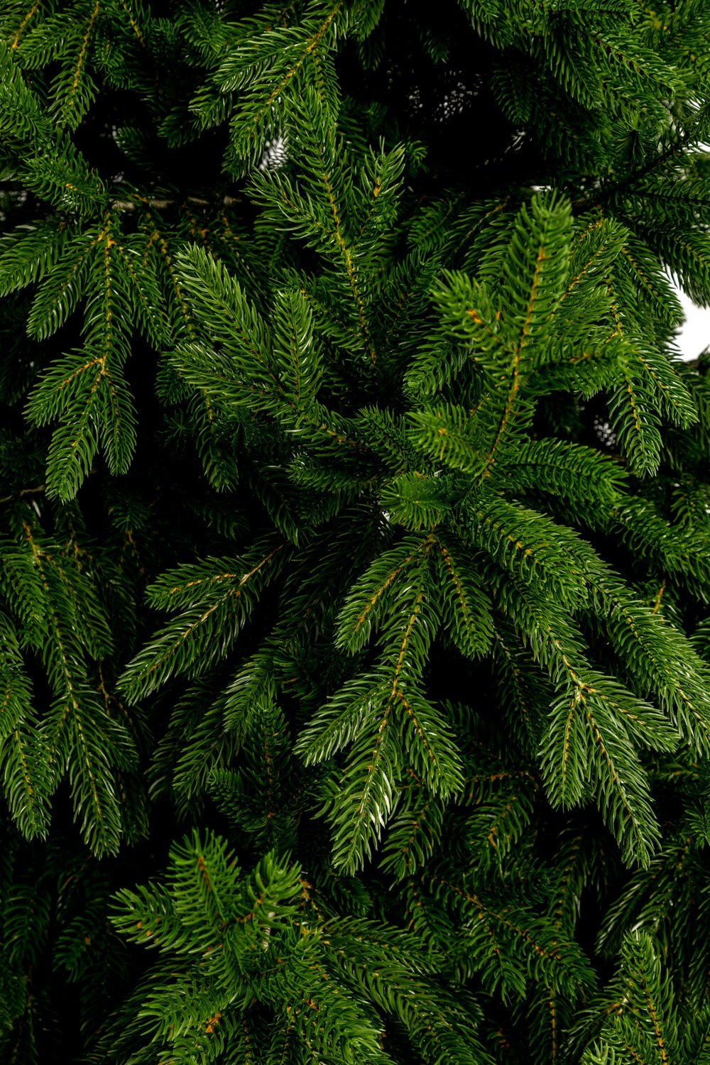 Елка. Фотограф Алексей Зозин в Москве