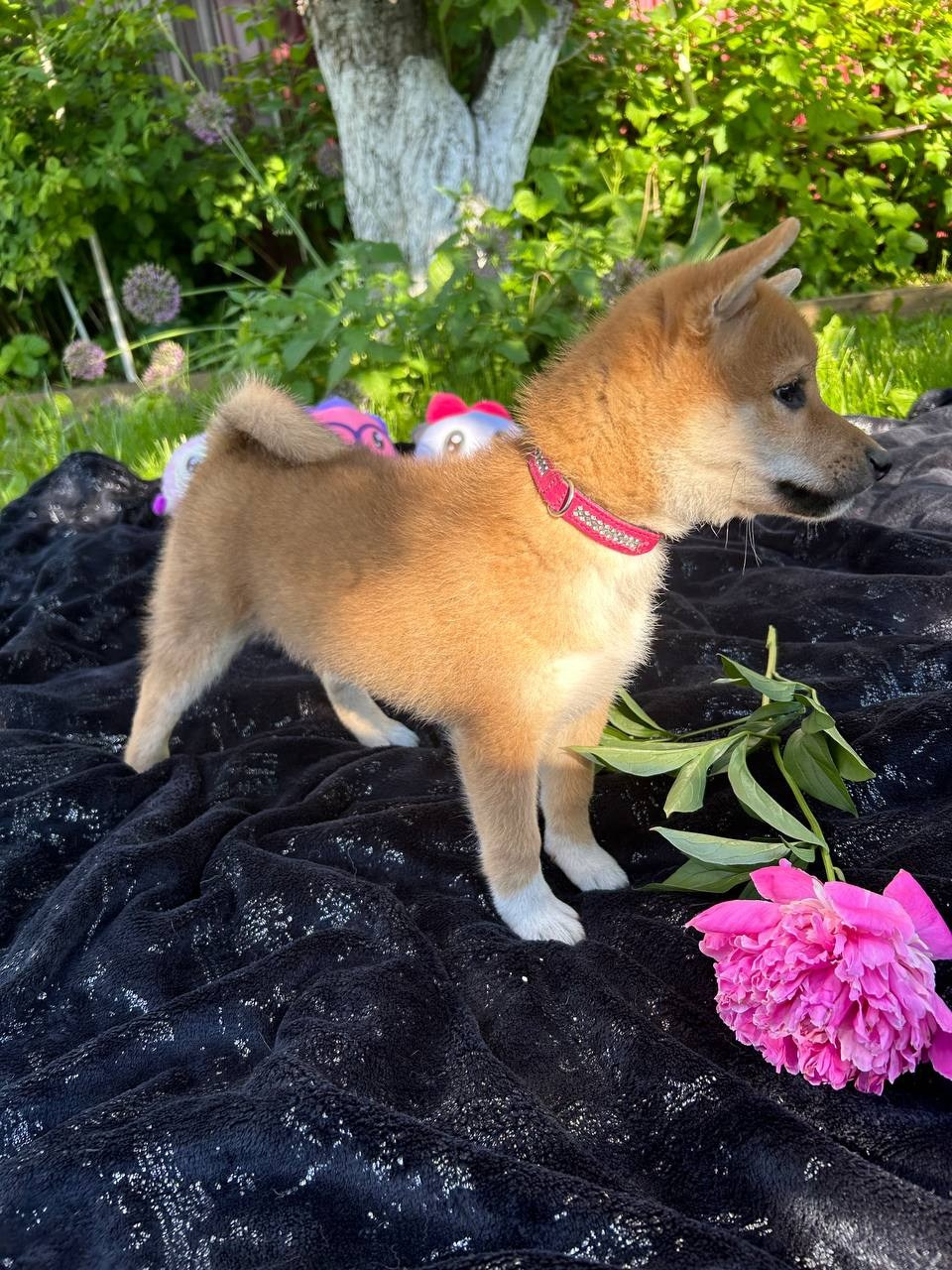 Сиба Rubylight Fumiko питомник Рубилайт