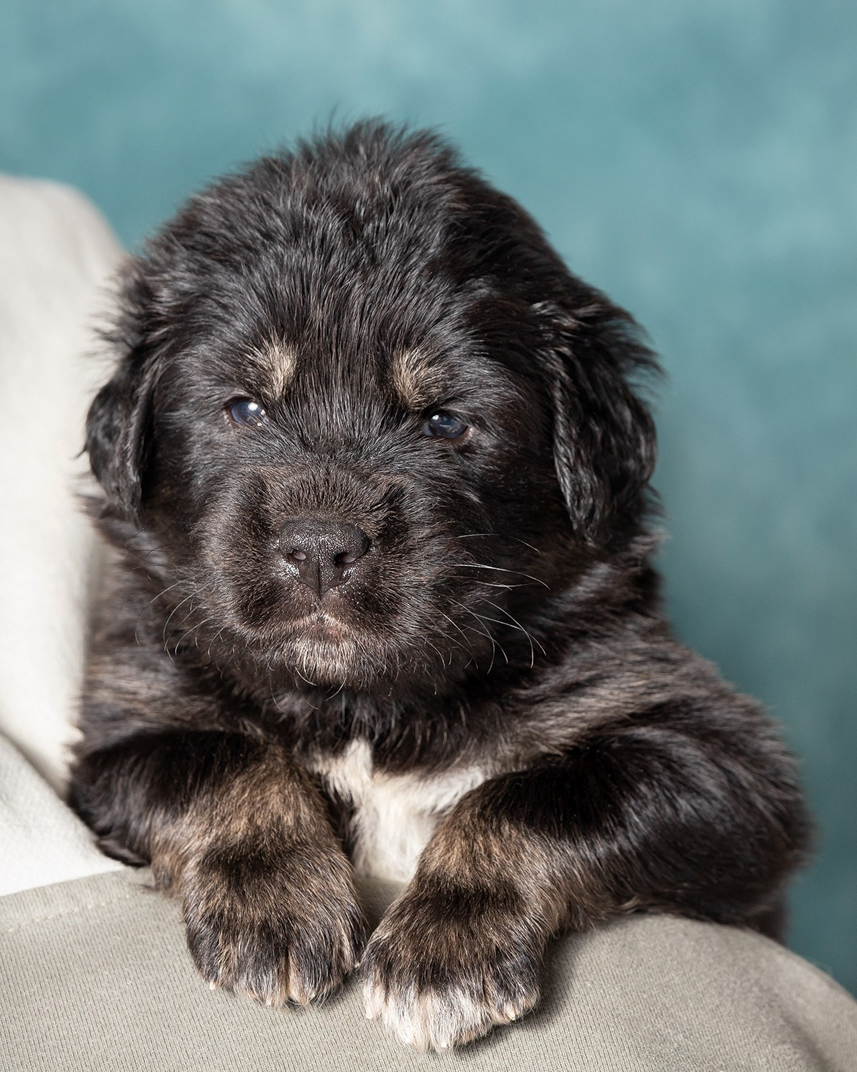 Тибетский мастиф. Юлия Микульская. Рыбинск