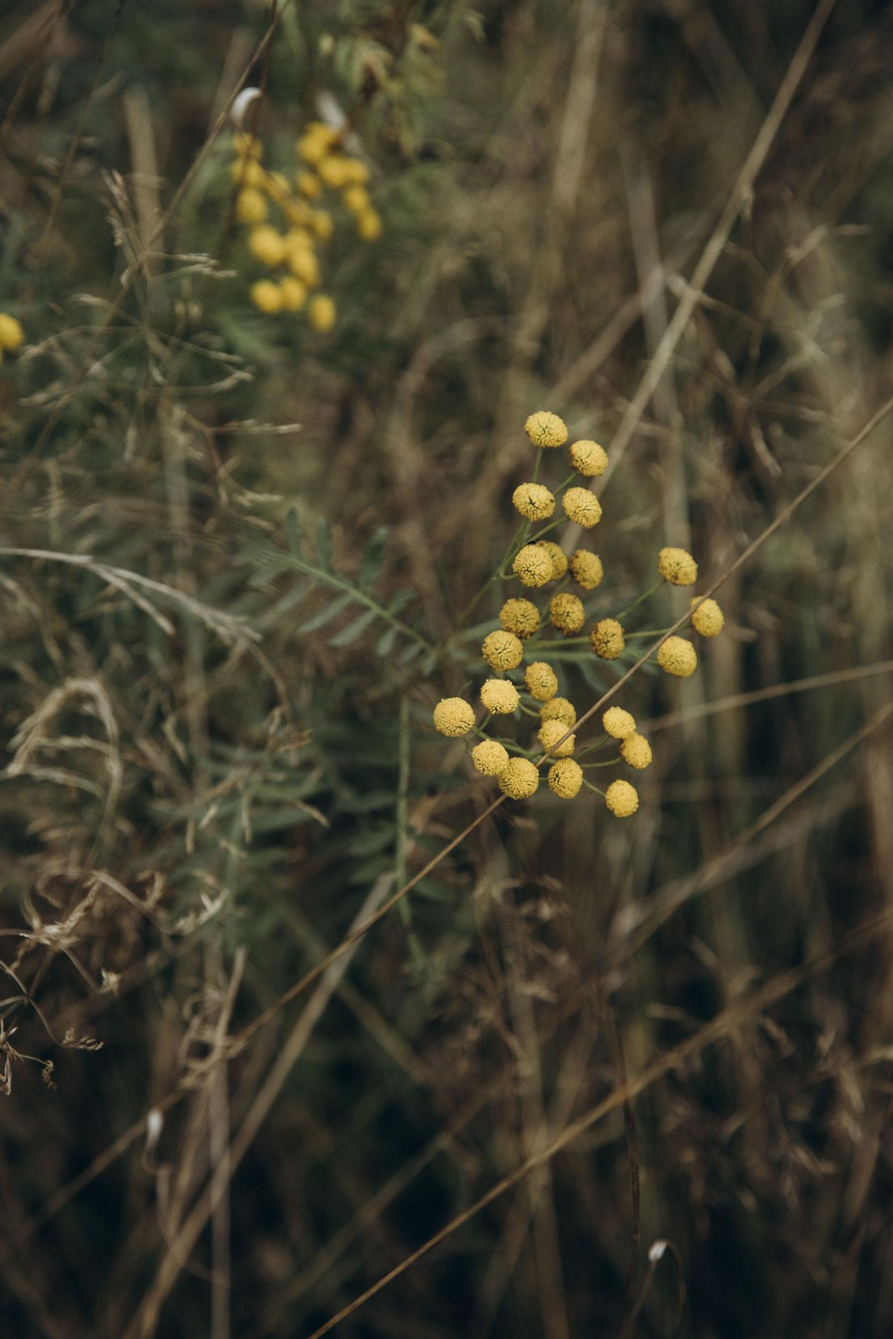 Forest fairies. Home