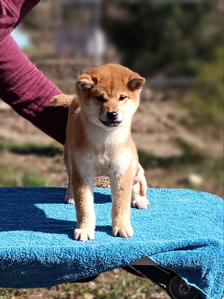 Сиба Rubylight Emma питомник Рубилайт 