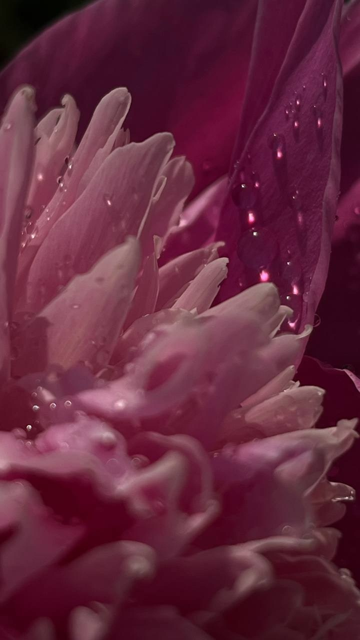 КУРС ПО ФОТО/ВИДЕО СЪЕМКЕ «СЧАСТЬЕ В ПРОСТОМ». Фотография. Визуально-чувственный мир души