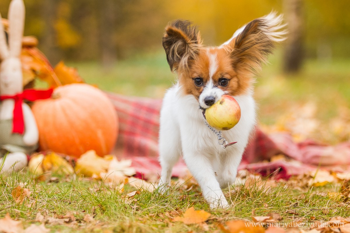 На природе. Семейный и детский фотограф в Москве Мария Быкова